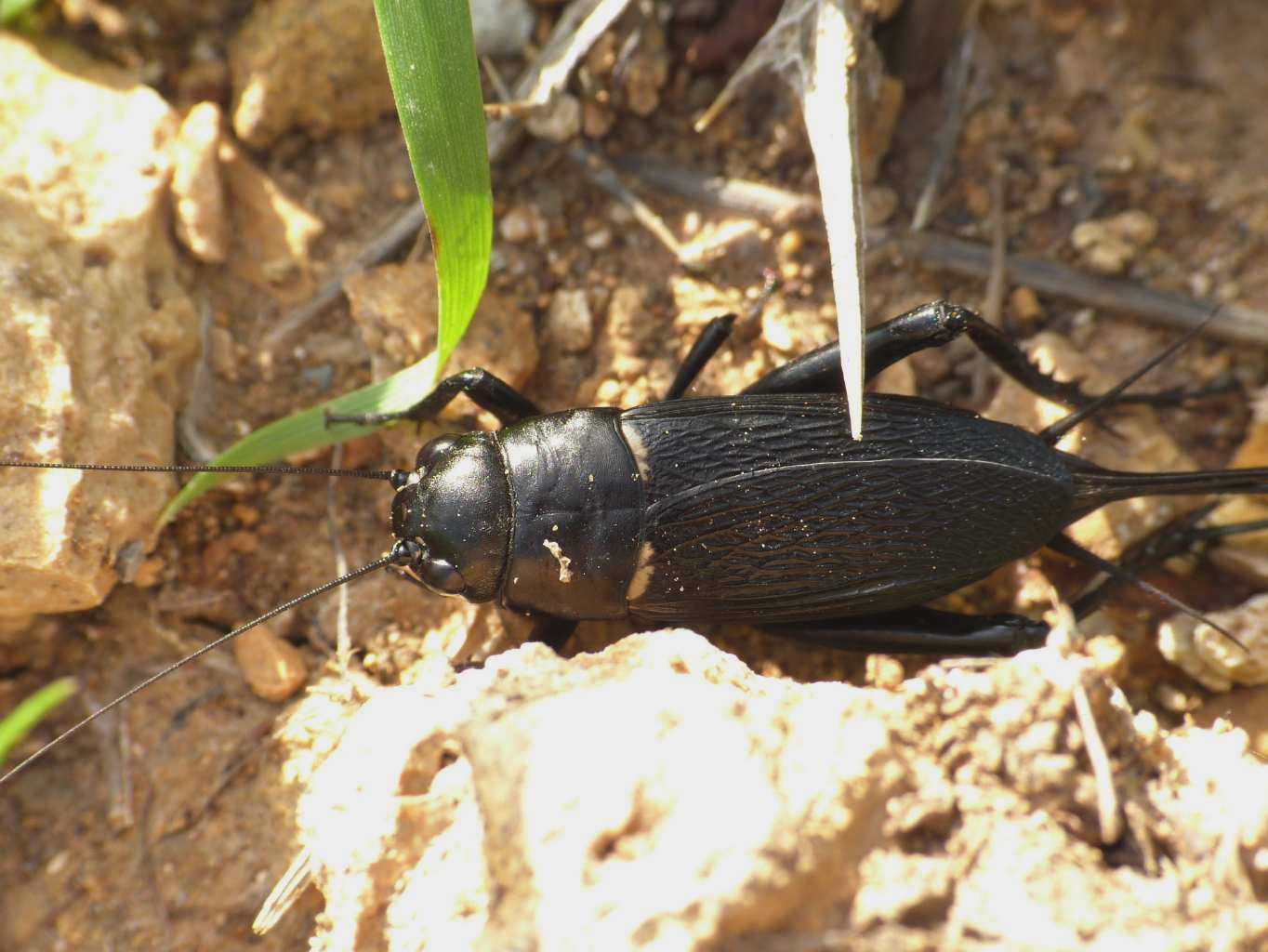 Gryllus bimaculatus a Santa Severa